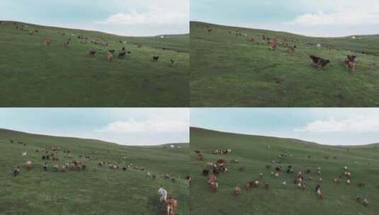 草原上的牛群羊群高清在线视频素材下载