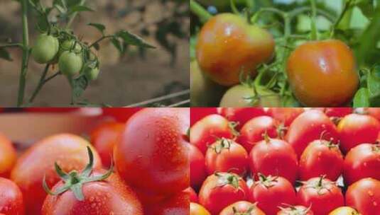 番茄蔬菜西红柿高清在线视频素材下载