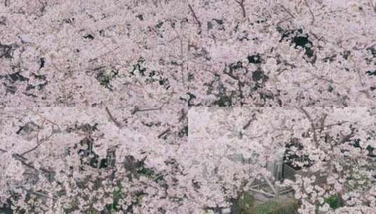 上海街头盛开的樱花高清在线视频素材下载