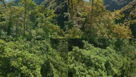 云南风光普洱亚热带原始森林树木近景高清在线视频素材下载