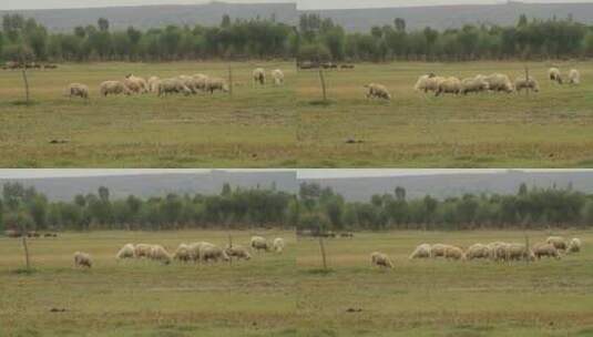 在草原上吃草的羊群高清在线视频素材下载
