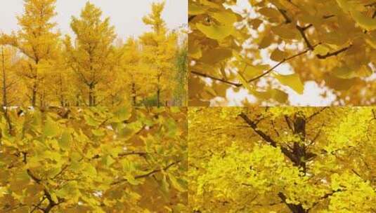 银杏树叶果实金色金黄秋季高清在线视频素材下载