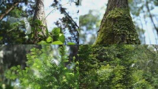 养殖树林树木苔藓风吹鸟叫蝉鸣高清在线视频素材下载