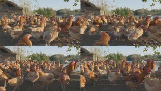 乡村散养放养土鸡老鸡家禽高清在线视频素材下载