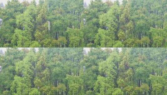 公园大自然雨季下雨雨滴树林树叶雨水高清在线视频素材下载