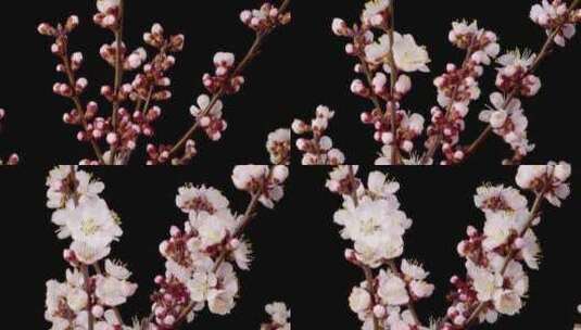 花卉开花延时唯美空镜高清在线视频素材下载