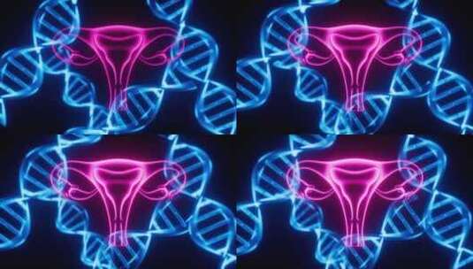 子宫与DNA 生物概念动画高清在线视频素材下载