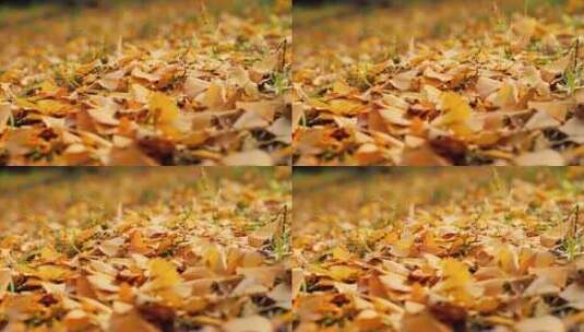 秋天 银杏叶高清在线视频素材下载
