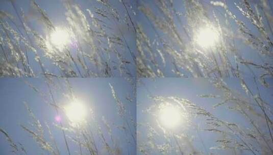 赛里木湖麦田唯美麦穗阳光风吹麦浪海边麦田高清在线视频素材下载