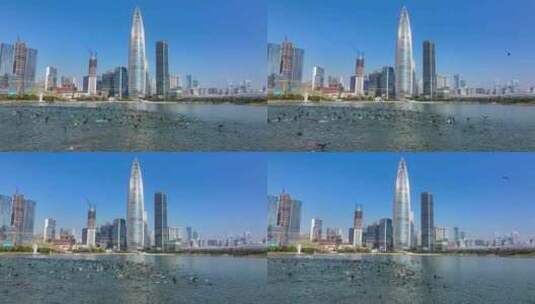 4K深圳湾鸬鹚生态航拍23高清在线视频素材下载