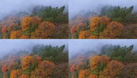 高清实拍眉山洪雅瓦屋山森林高清在线视频素材下载