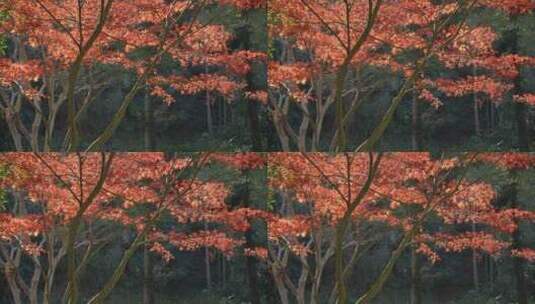 秋天的红枫叶高清在线视频素材下载
