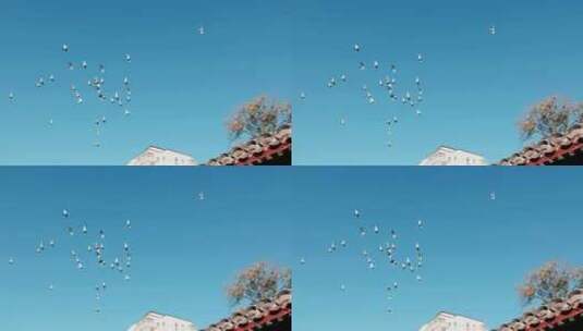 北京胡同里的鸽子高清在线视频素材下载