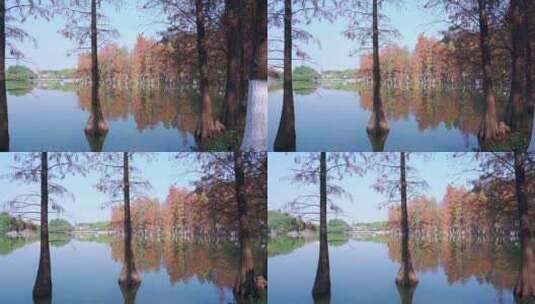 广州番禺大夫山森林公园云岫湖落羽杉红叶高清在线视频素材下载