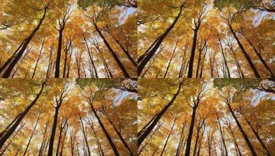 秋天的树林 树林风景 枫叶林 秋天的风景高清在线视频素材下载