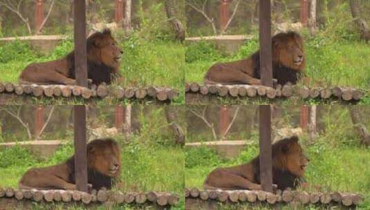 动物园狮子高清在线视频素材下载