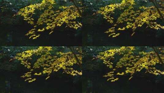 秋天逆光下的槭树树叶高清在线视频素材下载