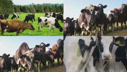 内蒙奶牛高清在线视频素材下载