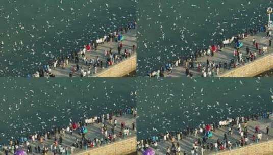青岛栈桥海鸥航拍高清在线视频素材下载