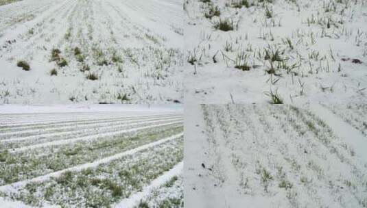 冬季农作物小麦 雪后田地的小麦高清在线视频素材下载