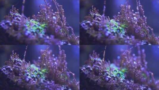 纽扣珊瑚高清在线视频素材下载