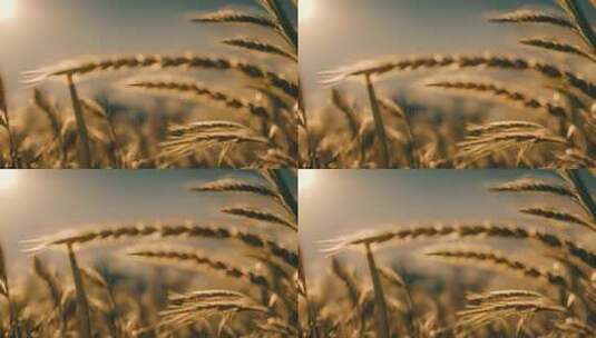 农田水稻特写稻穗特写麦田小麦植物粮食田野高清在线视频素材下载