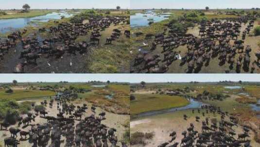 航拍飞越非洲野牛群高清在线视频素材下载