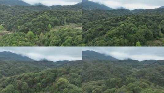 雨后森林航拍原始森林山峰云雾缭绕高清在线视频素材下载