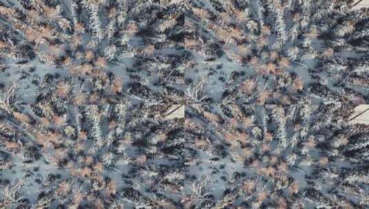 雪景森林针叶林航拍高清在线视频素材下载