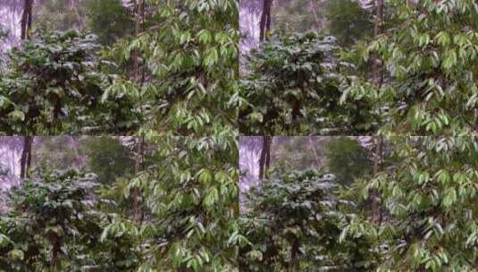 森林里下着暴雨。雨滴落在树叶上。高清在线视频素材下载