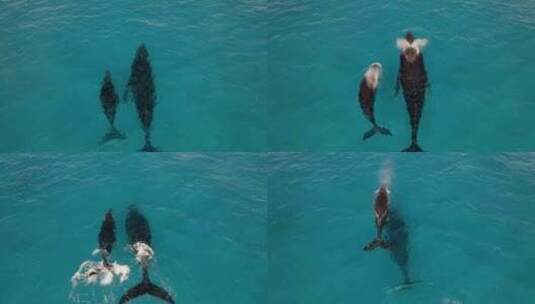航拍在海面上游玩的海豚高清在线视频素材下载