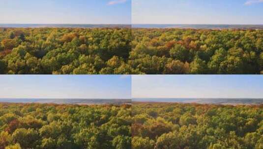 晴天秋林中黄色和橙色树冠的彩色树林野生景高清在线视频素材下载