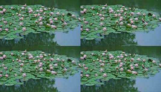 池塘莲花水波雨滴风景高清在线视频素材下载