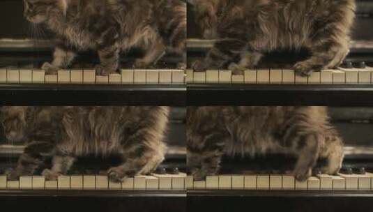 钢琴键上走过的猫高清在线视频素材下载