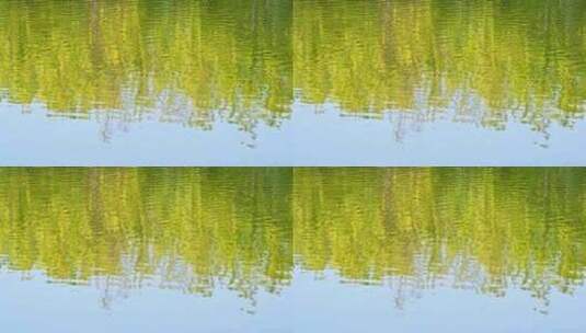 春天湖面绿色树林倒影反射与水波纹高清在线视频素材下载