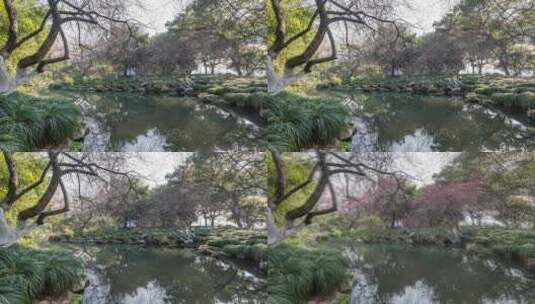 [冬去春来 花开延时] 杭州西湖曲院风荷高清在线视频素材下载
