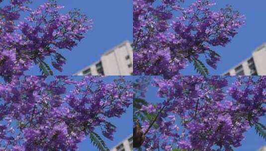 盛开的蓝花楹高清在线视频素材下载
