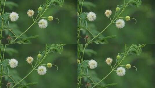 植物 花朵 自然 特写 绿色高清在线视频素材下载