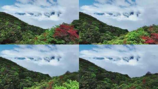 蓝天白云阳光下桂林天湖高山上的云海和野花高清在线视频素材下载