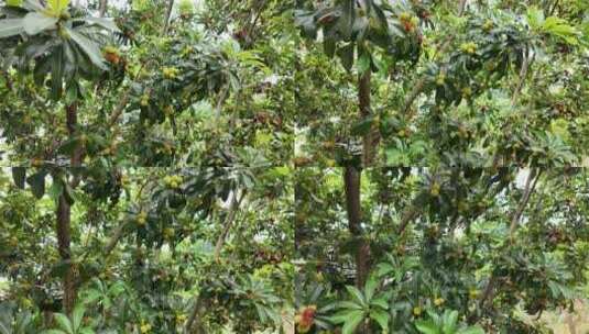 杨梅果园杨梅基地树上的杨梅高清在线视频素材下载