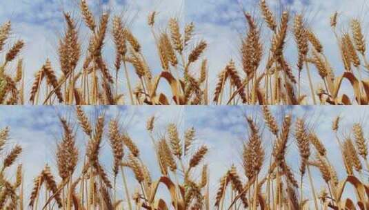 丰收麦田  金色麦田麦穗麦子小麦高清在线视频素材下载