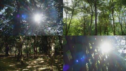 树林光影 阳光穿过树林 唯美大自然景色高清在线视频素材下载