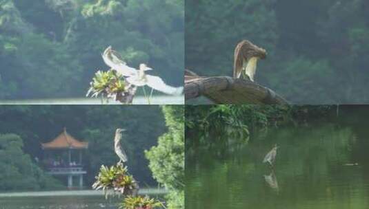 深圳仙湖植物园的苍鹭高清在线视频素材下载