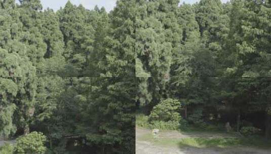 原创航拍天台山华顶国家森林公园4K-9高清在线视频素材下载