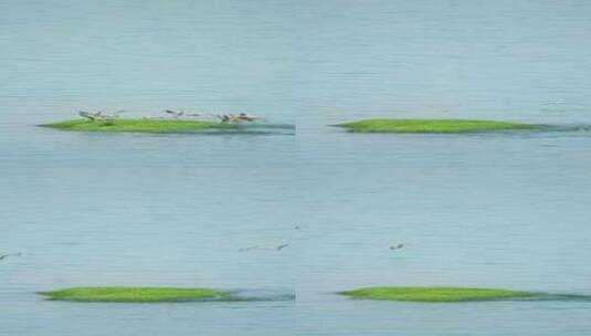 竖屏海中一片绿色小岛上栖息一群海鸥飞起4K高清在线视频素材下载