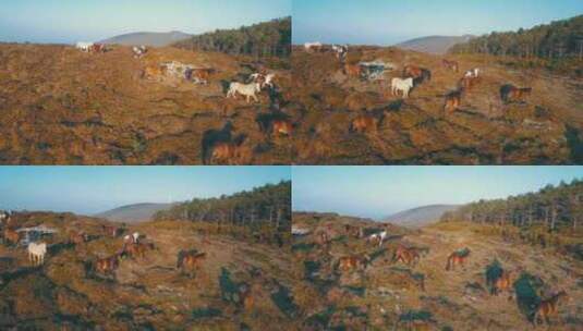 马小跑进入林线的景色高清在线视频素材下载
