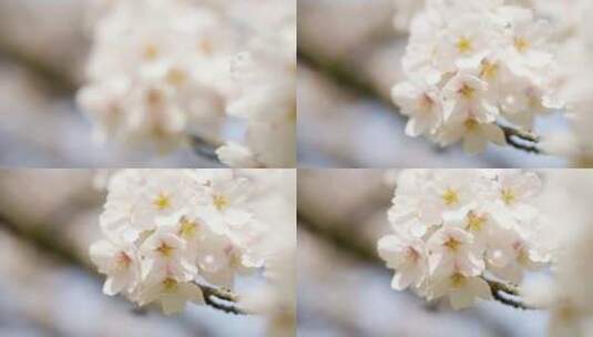 樱桃，开花，日本，春天高清在线视频素材下载