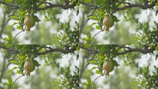 石榴特写石榴种植高清在线视频素材下载