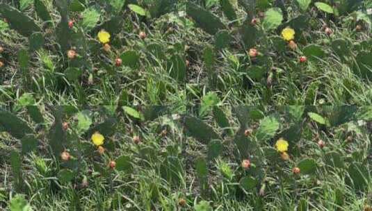 野外仙人掌花朵特写植物高清在线视频素材下载