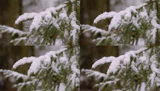 被雪覆盖的树枝高清在线视频素材下载